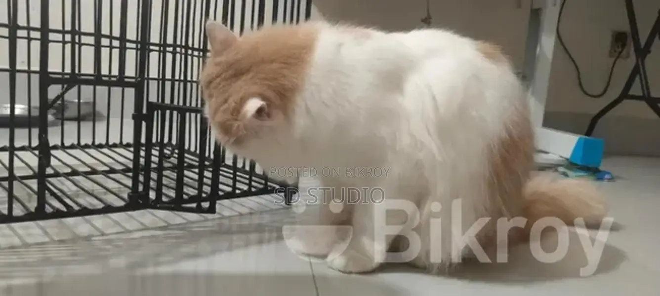 Parsian Cat
