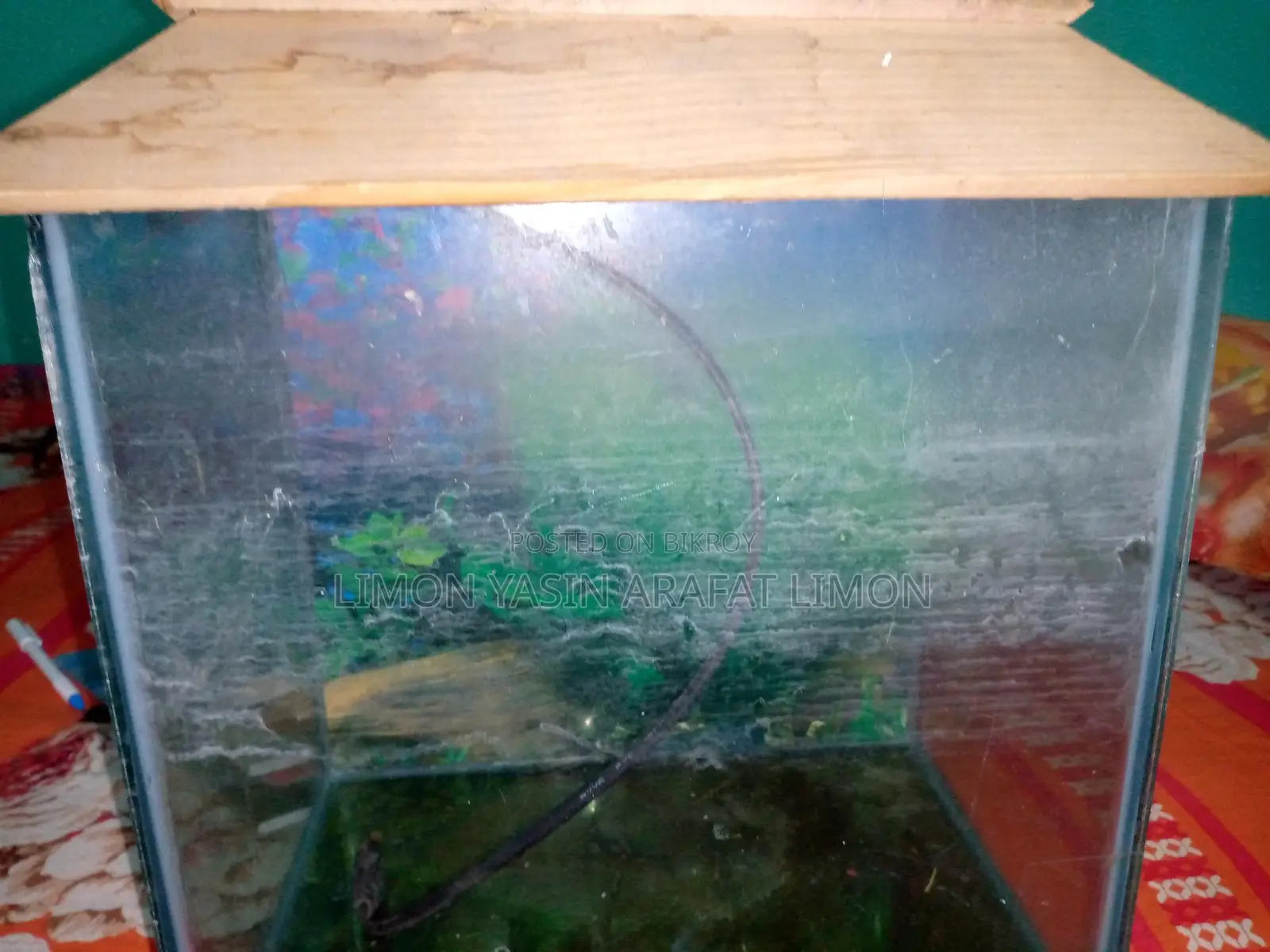 Emergency Sale: Fish Aquarium