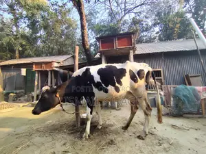 Excellent Cow for Sale - 1.9 Lakh