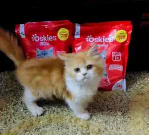 Traditional Pure Persian Male Cat 5 months