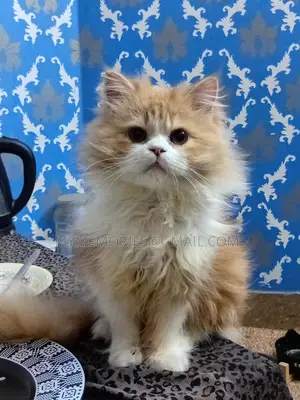 Traditional Pure Persian Male Cat 5 months