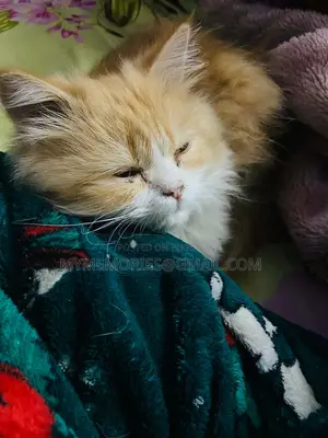 Traditional Pure Persian Male Cat 5 months