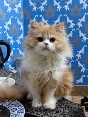 Traditional Pure Persian Male Cat 5 months