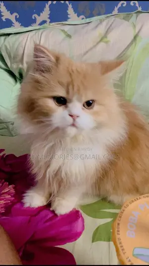 Traditional Pure Persian Male Cat 5 months