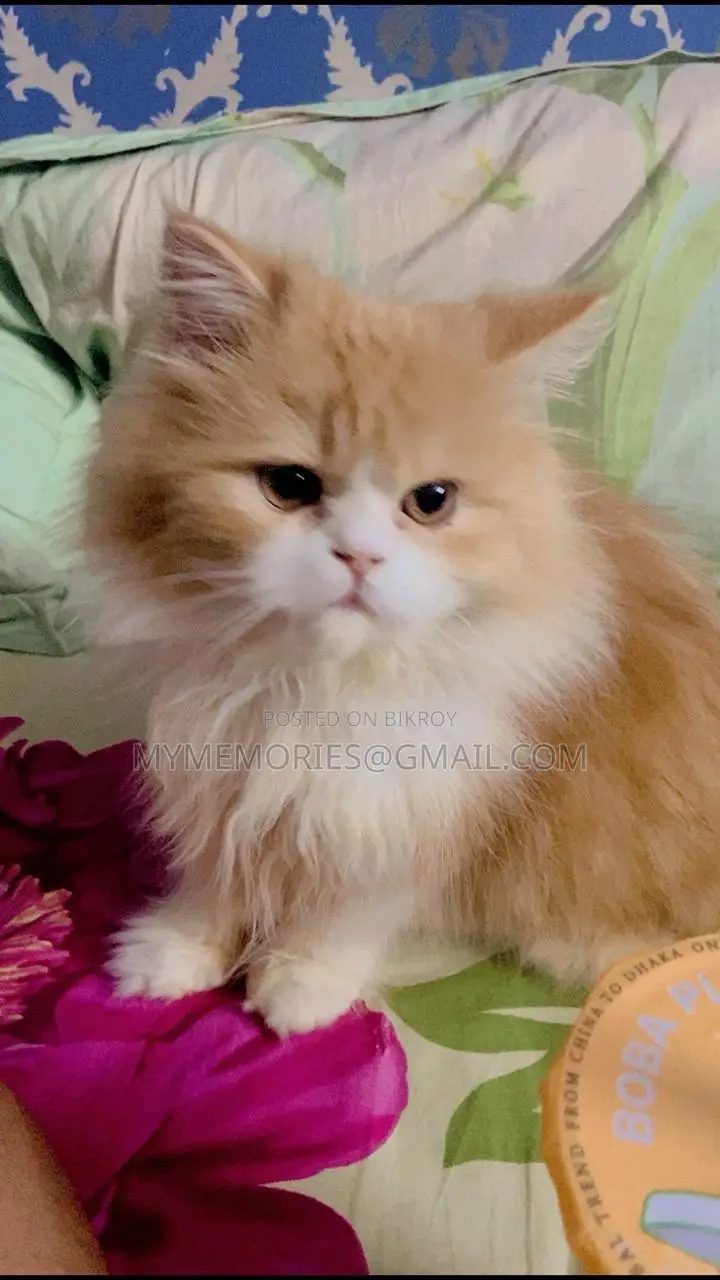 Traditional Pure Persian Male Cat 5 months