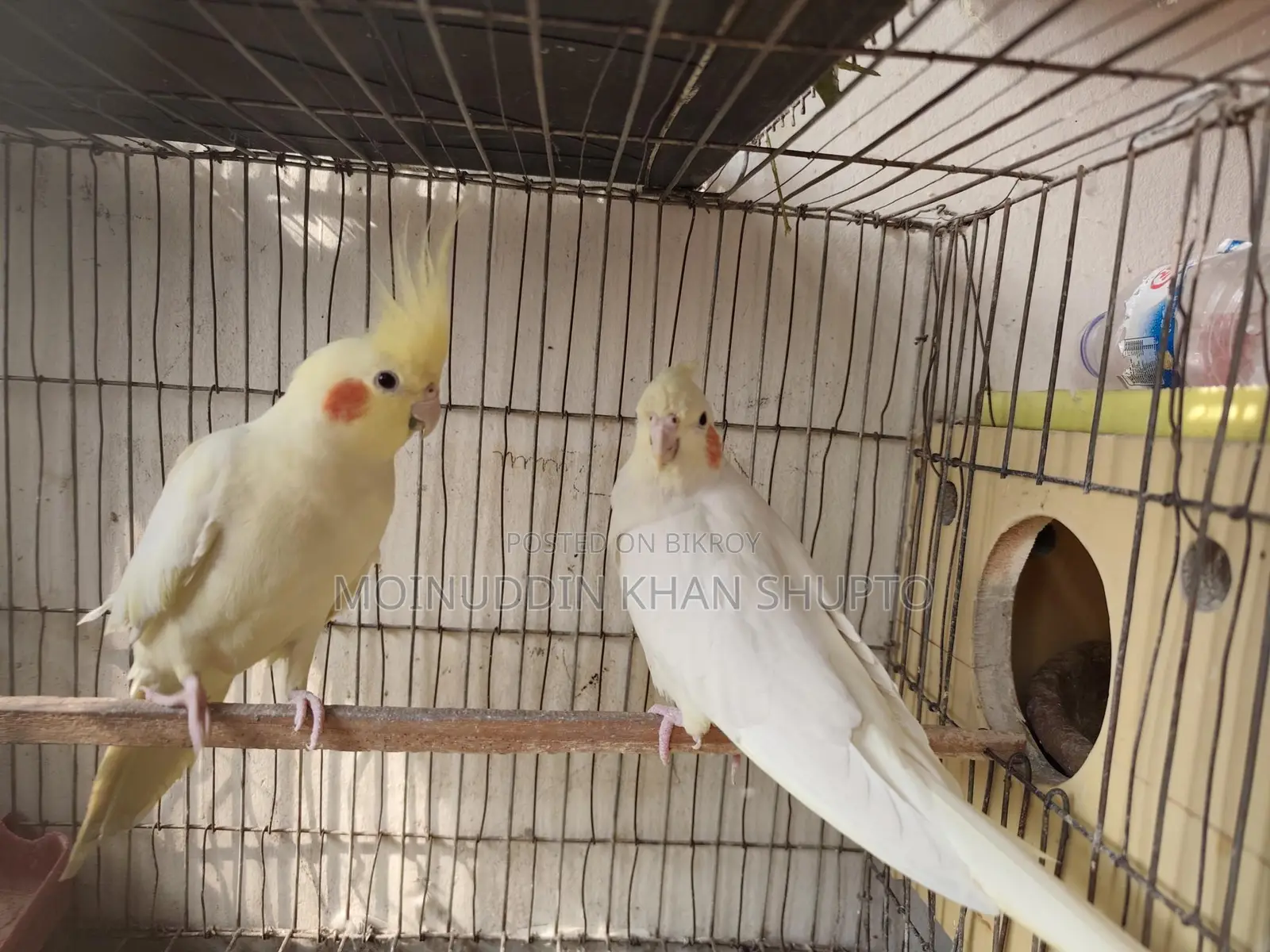 Pure Healthy Cockatiel Birds