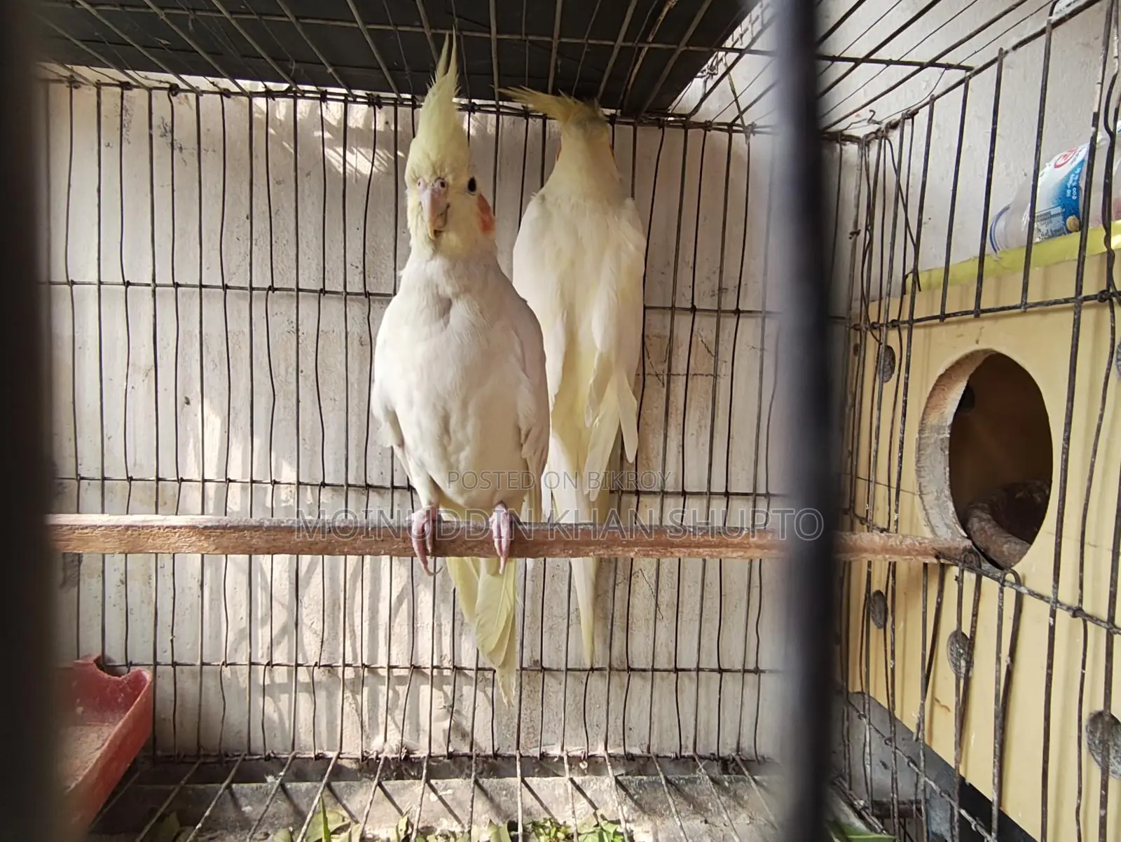 Pure Healthy Cockatiel Birds