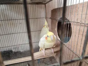 Pure Healthy Cockatiel Birds
