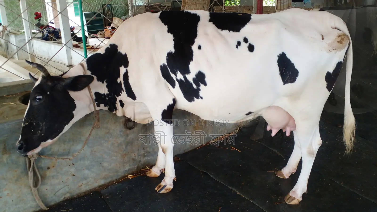 Buy Cow No. 1007 for farming.