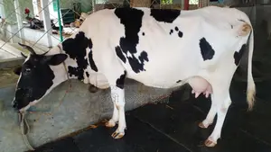 Buy Cow No. 1007 for farming.