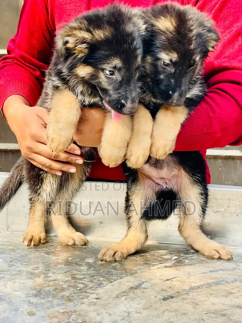 জার্মান শেফার্ড