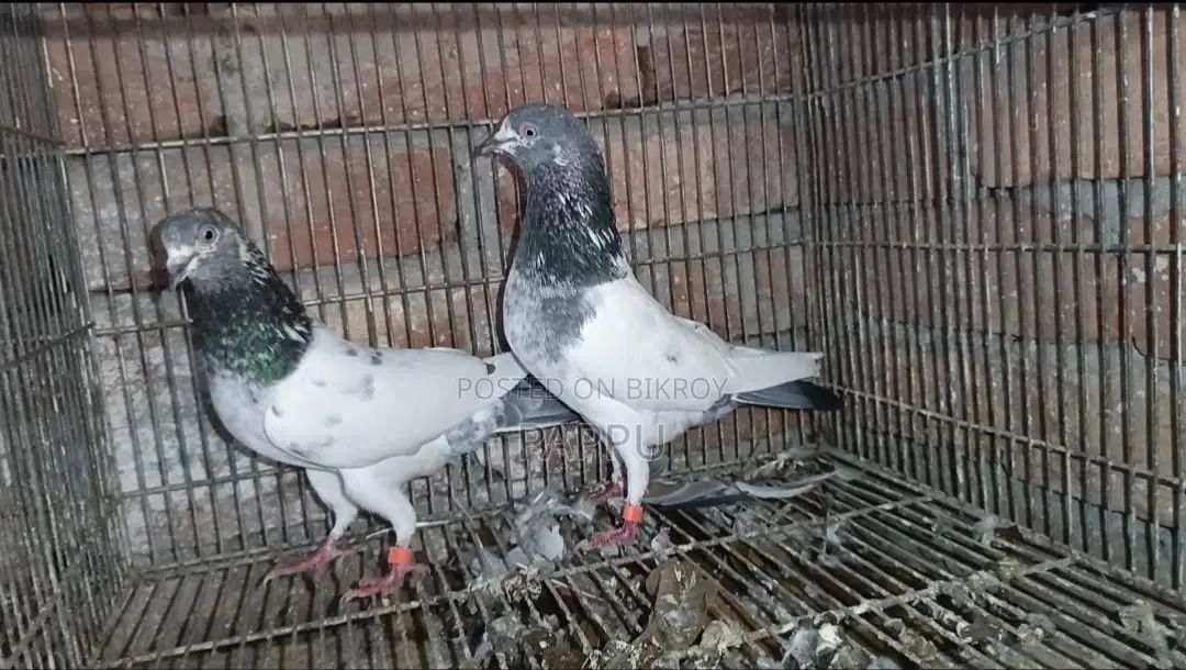 High-Quality Pigeons