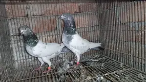 ভালো মানের কবুতর
