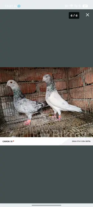 High-Quality Pigeons