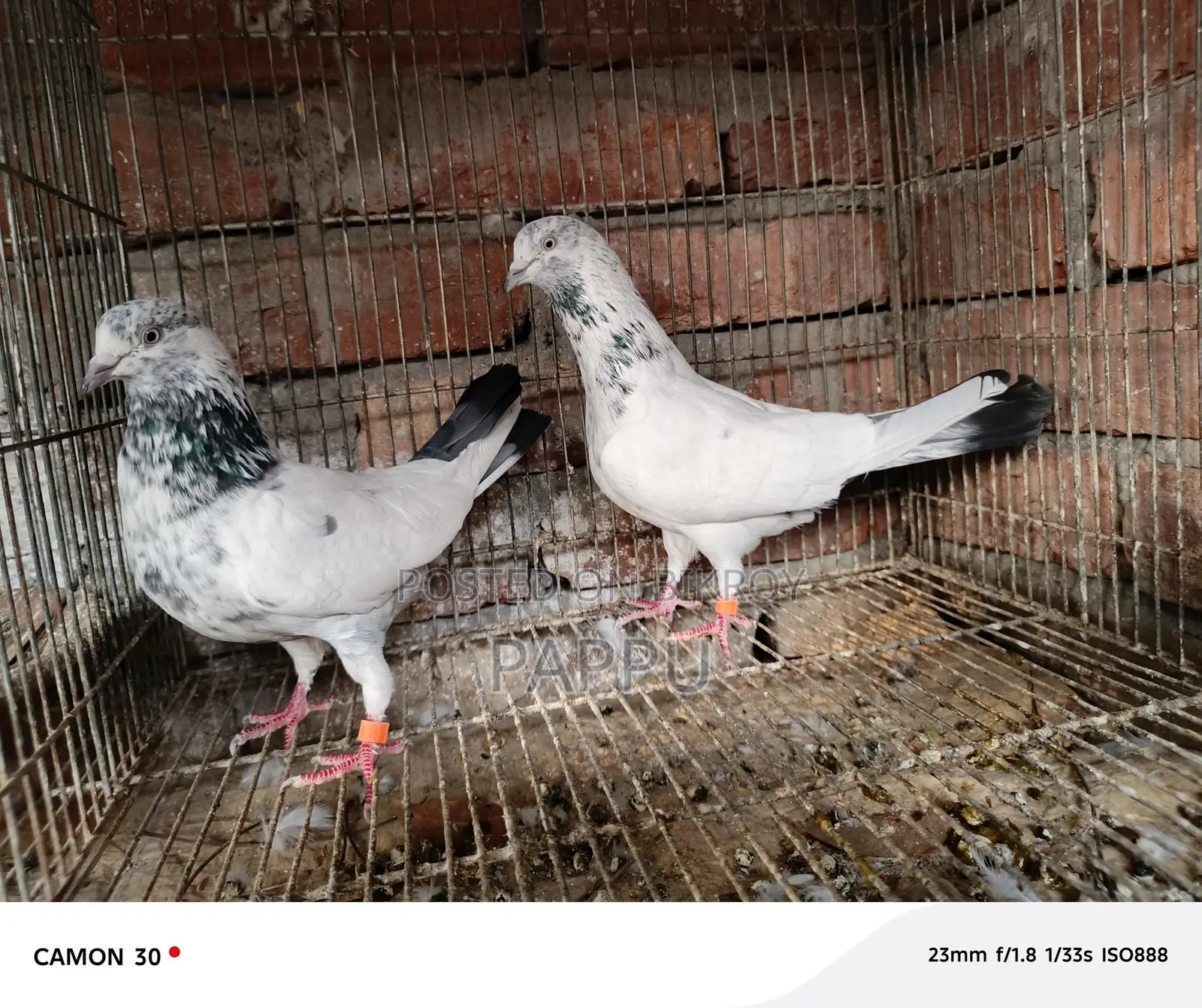 High-Quality Pigeons