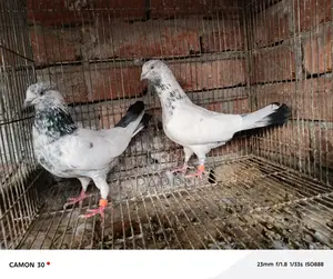 High-Quality Pigeons