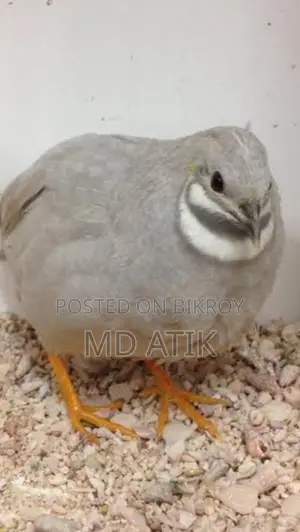 Silver King Quail and Black Shirazi