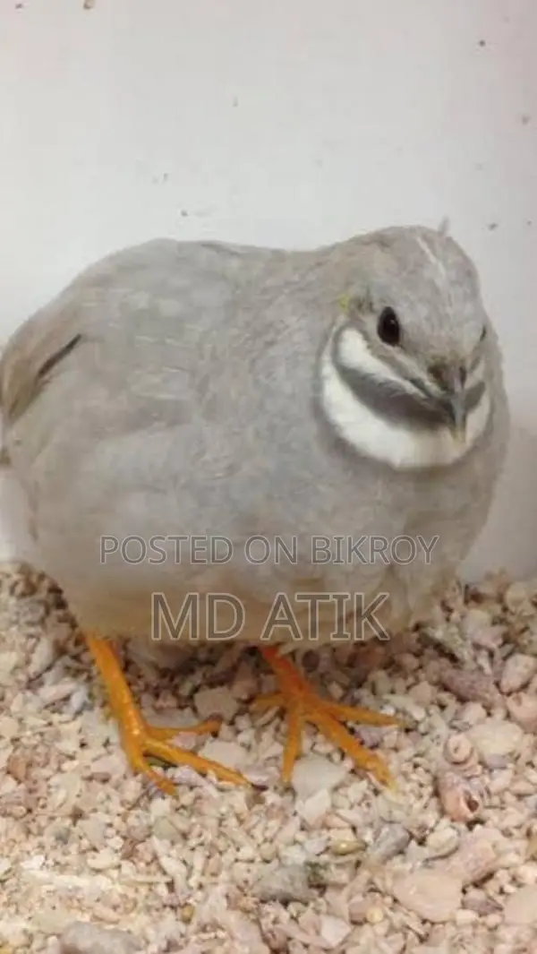 Silver King Quail and Black Shirazi