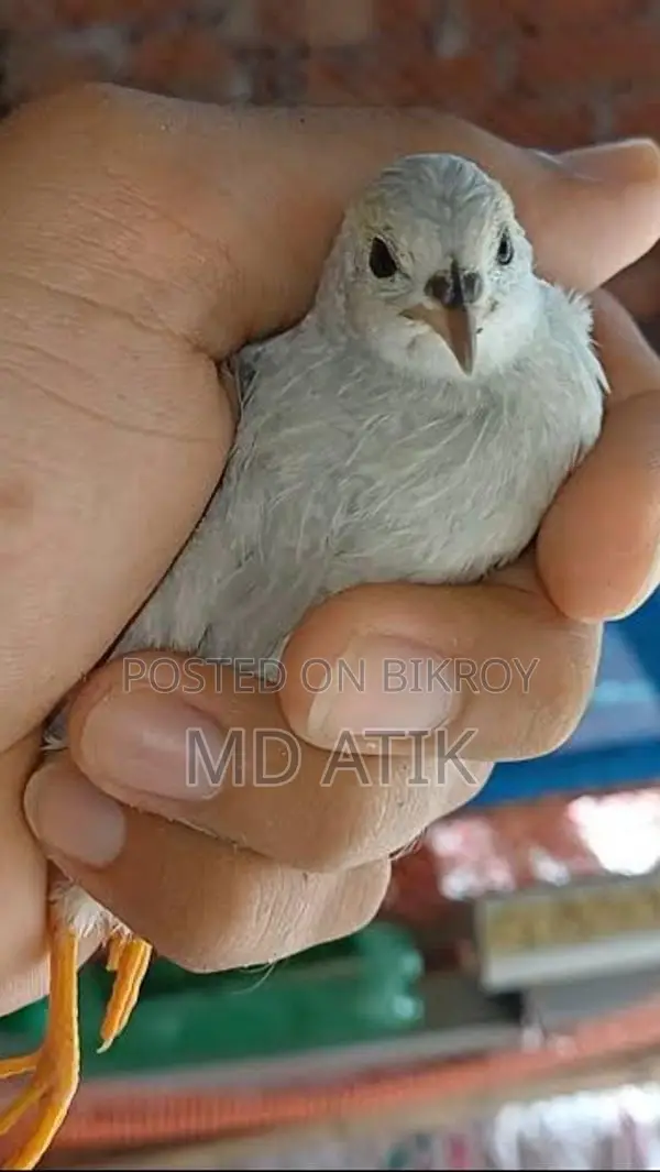 Silver King Quail and Black Shirazi