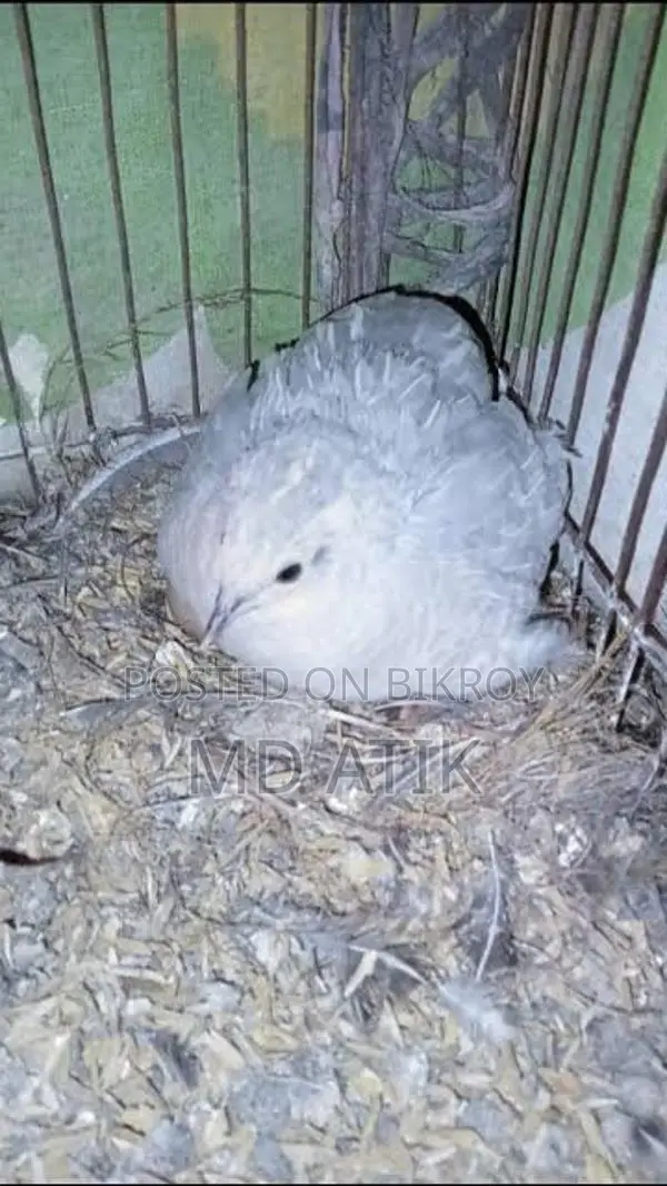 Silver King Quail and Black Shirazi