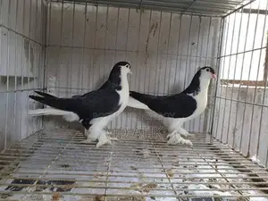 Silver King Quail and Black Shirazi