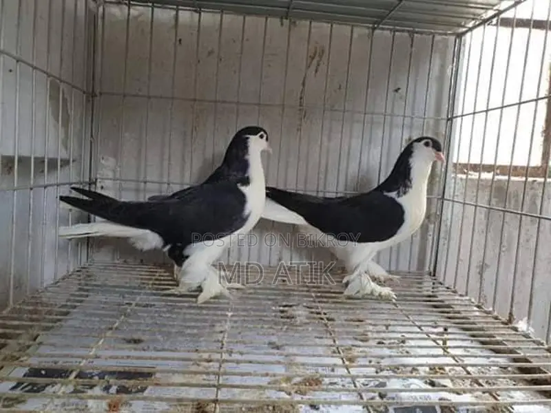 Silver King Quail and Black Shirazi