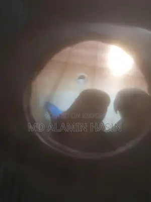 Lovebird