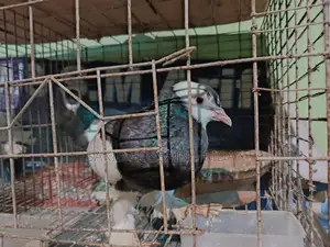 Premium Pigeon Pair