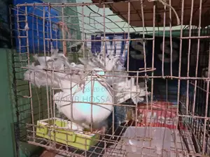 Premium Pigeon Pair