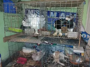 Premium Pigeon Pair