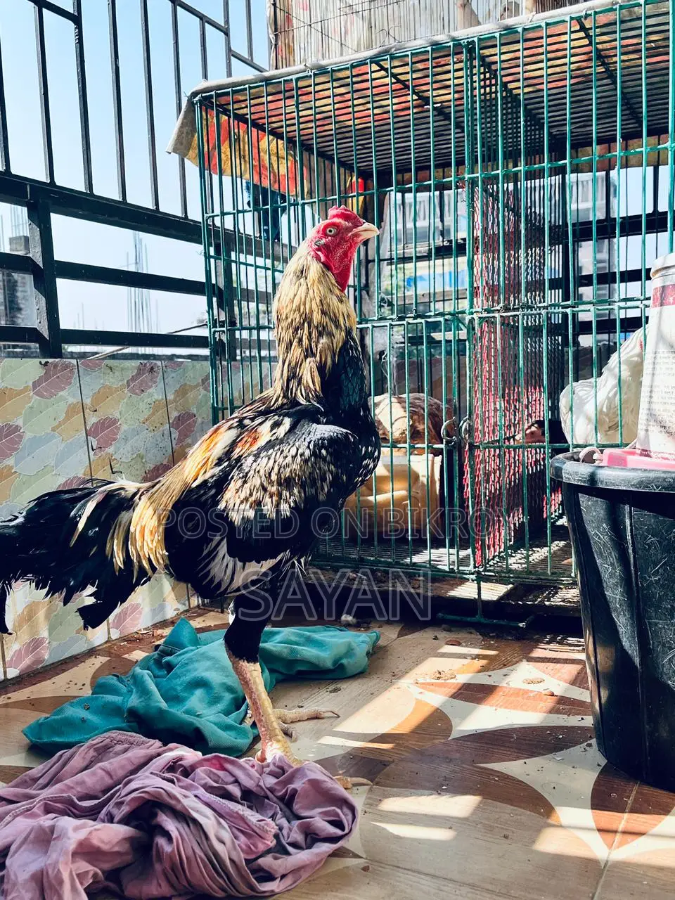 আসিল এর বিজ ডিম