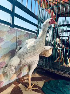 আসিল এর বিজ ডিম