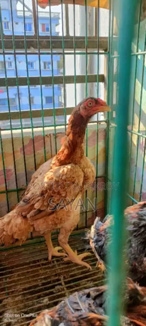 আসিল এর বিজ ডিম