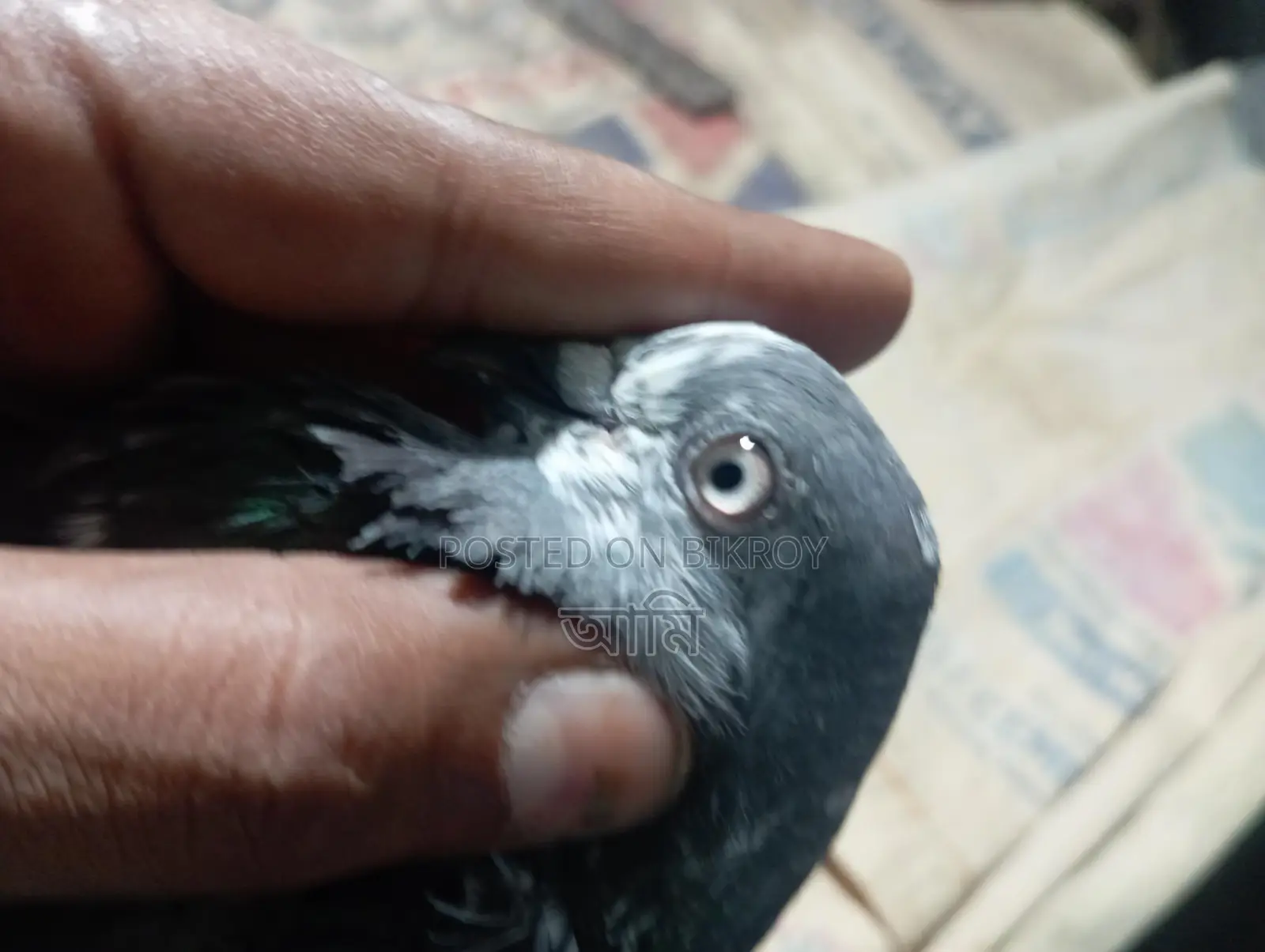 চিনা টেডি মাদি