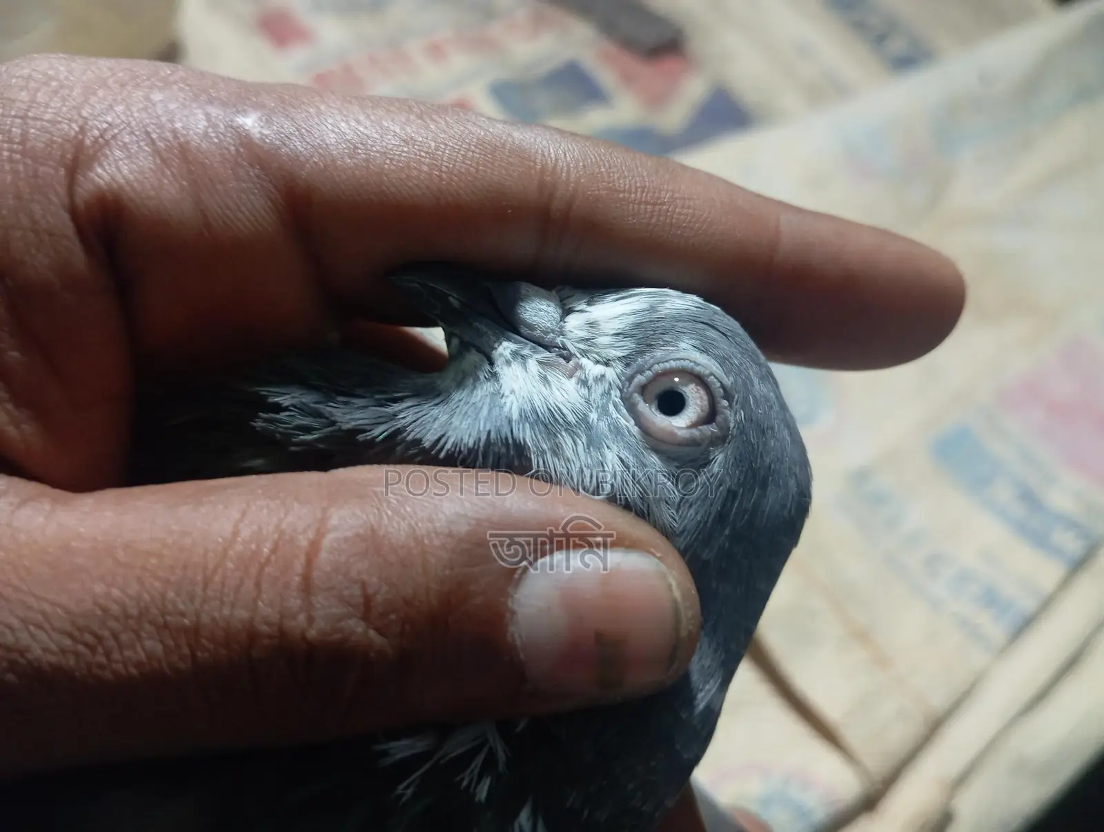 চিনা টেডি মাদি
