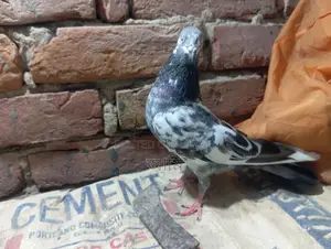 চিনা টেডি মাদি