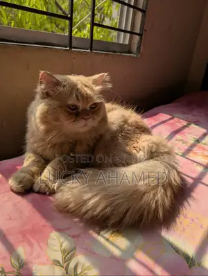 প্রাপ্তবয়স্ক পুরুষ বিড়াল