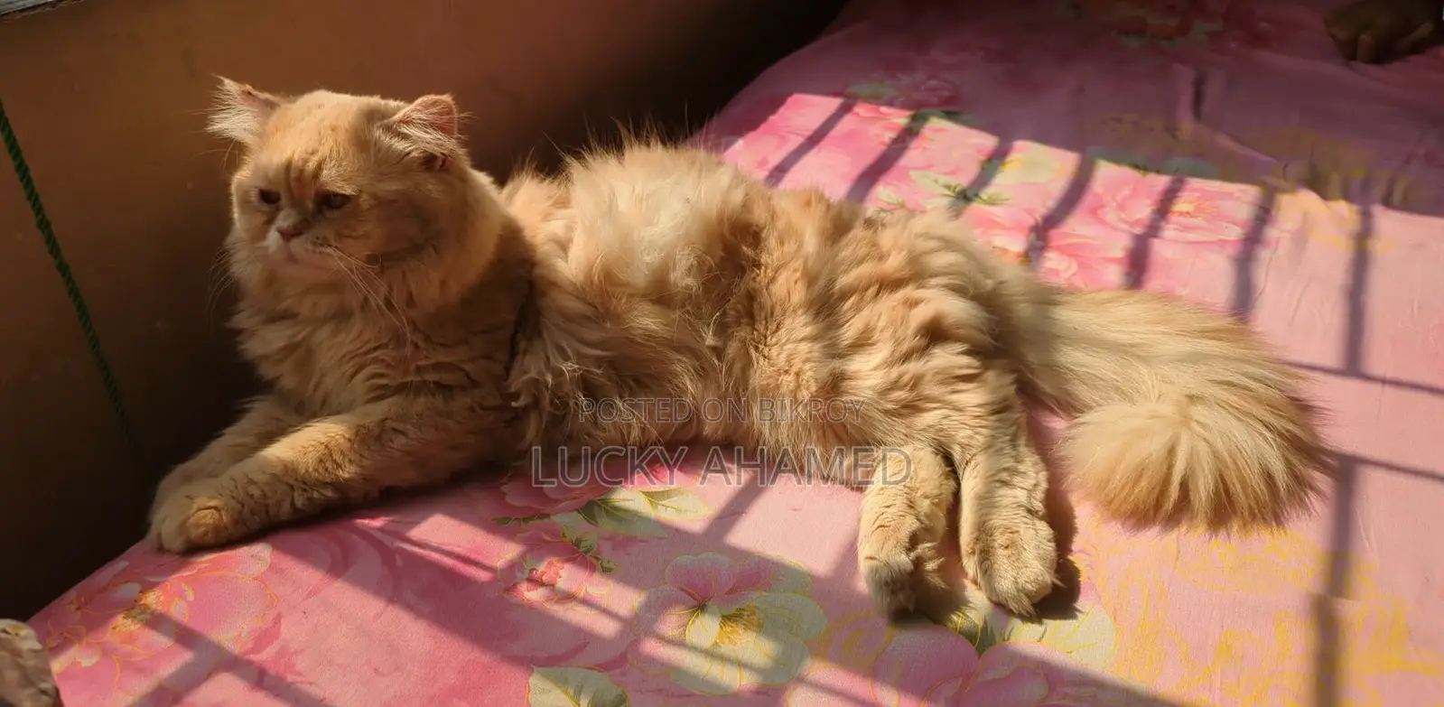 Adult Male Cat
