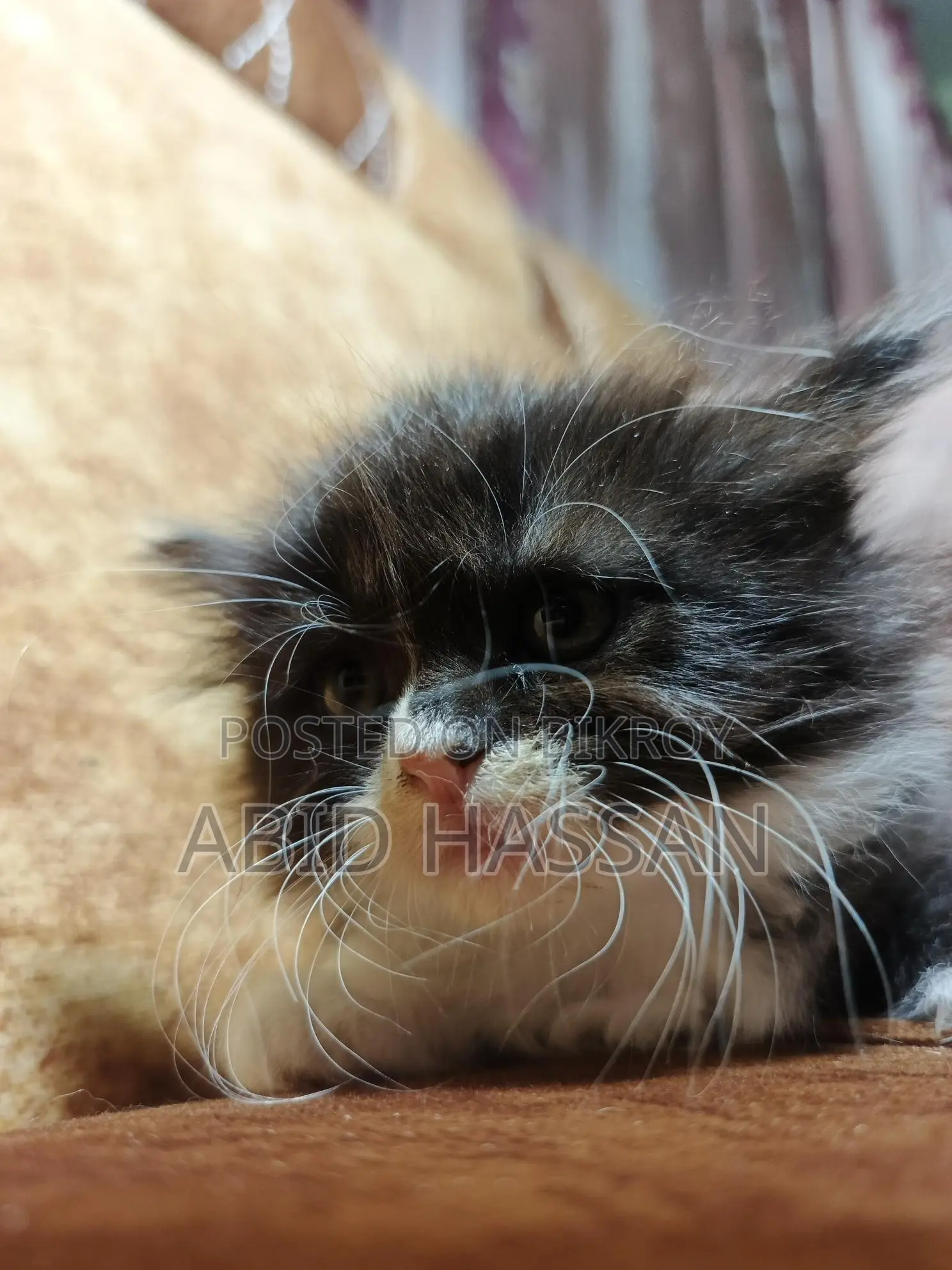 Pure Persian Cat