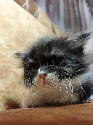 Pure Persian Cat