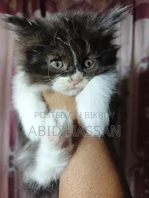Pure Persian Cat