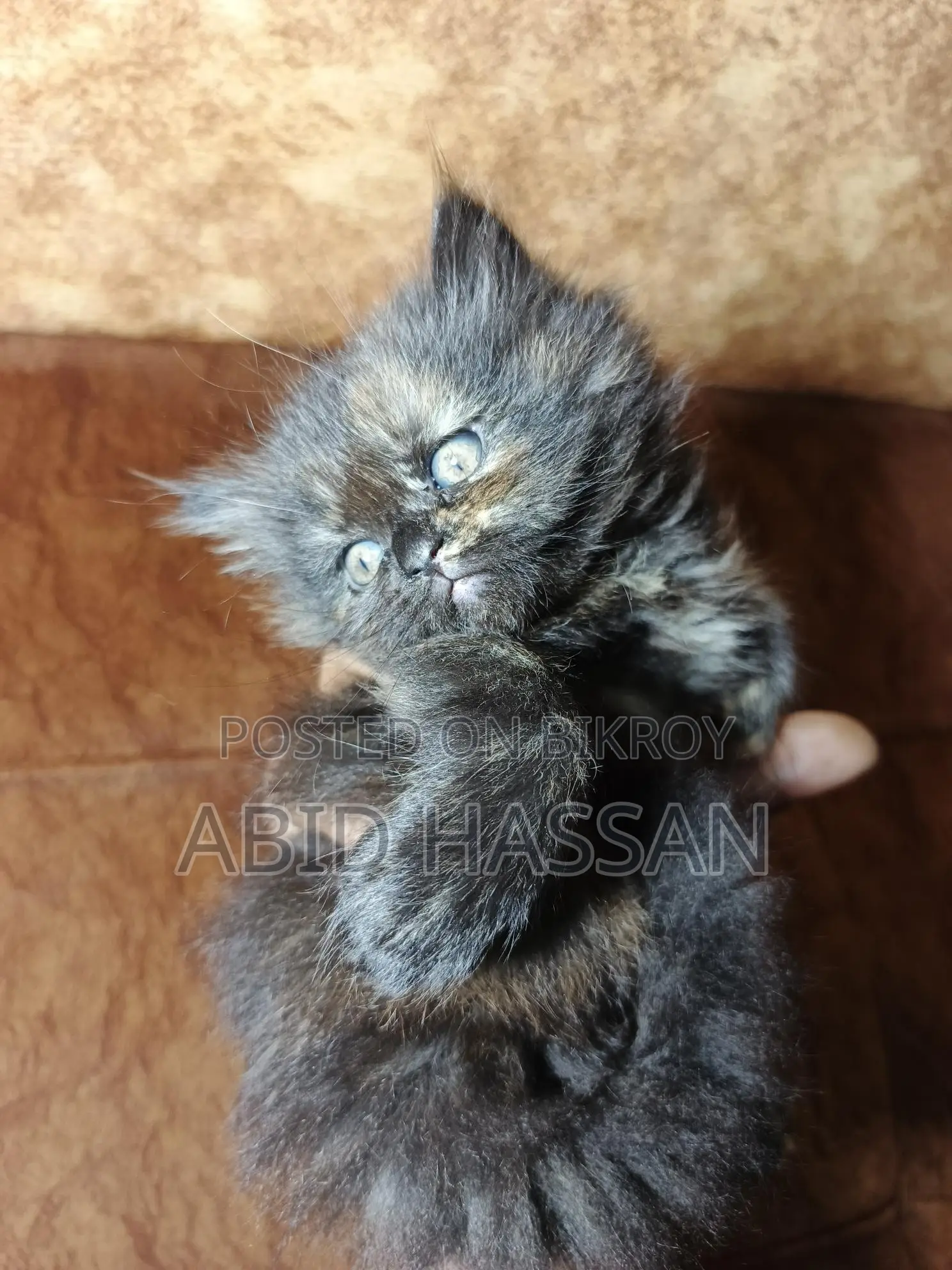 Pure Persian Cat