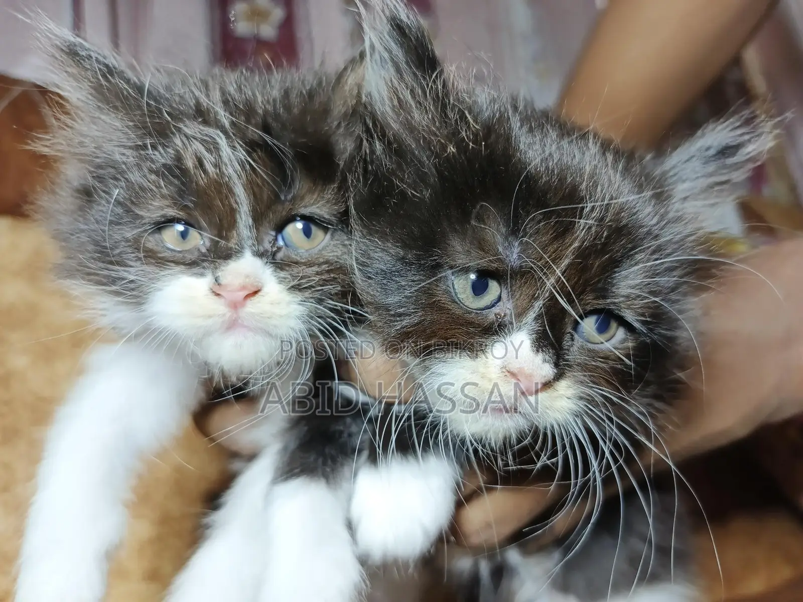 Pure Persian Cat