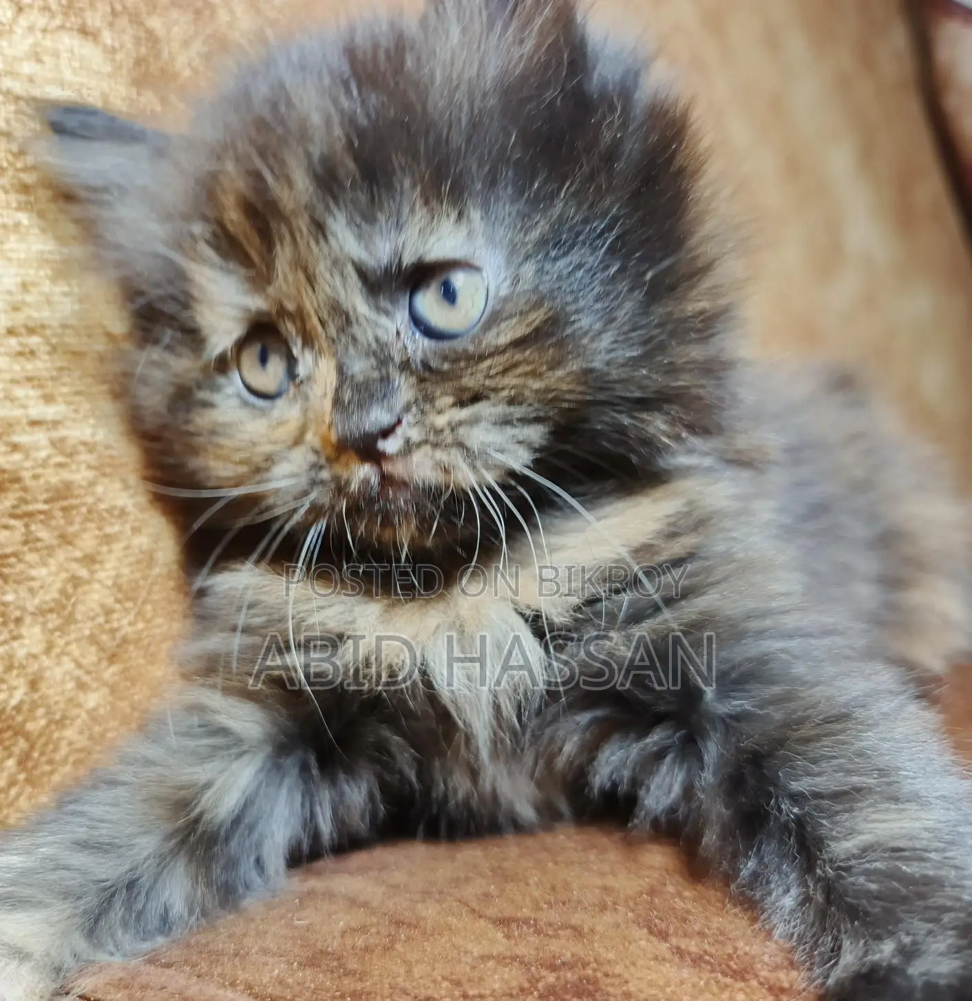 Pure Persian Cat