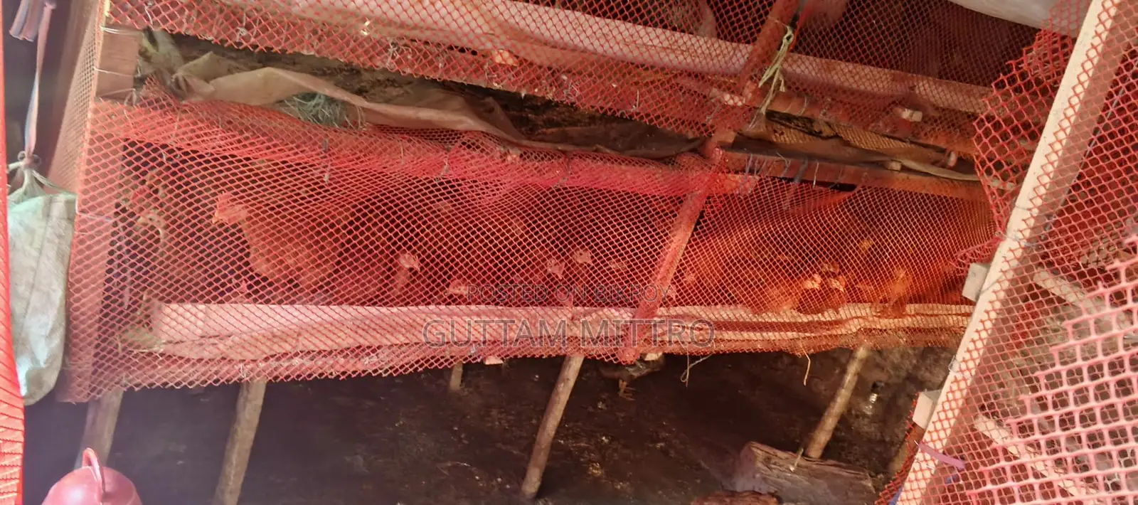 Chicken Cage