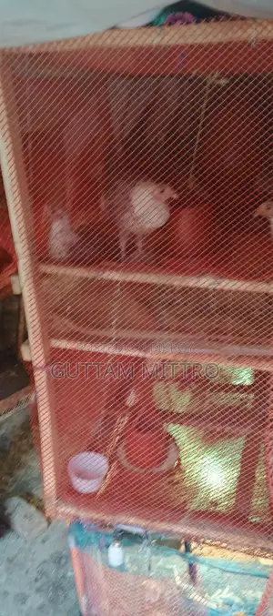 Chicken Cage