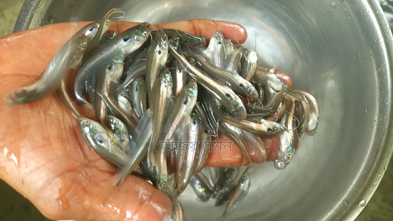 Fish Fry Delivery to All 64 Districts of Bangladesh from Our Hatchery