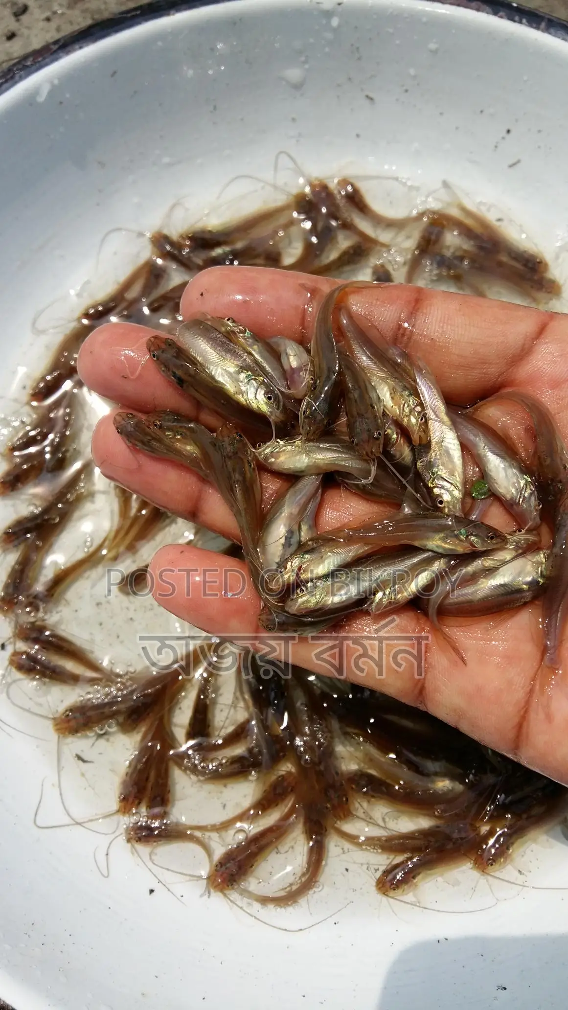 Fish Fry Delivery to All 64 Districts of Bangladesh from Our Hatchery