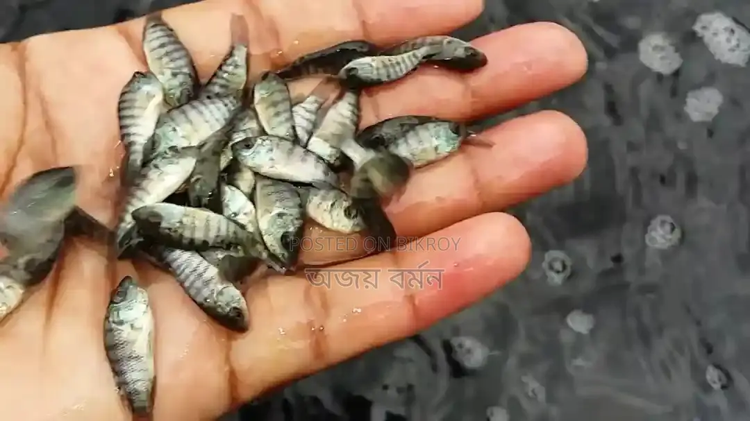Fish Fry Delivery to All 64 Districts of Bangladesh from Our Hatchery