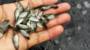 Fish Fry Delivery to All 64 Districts of Bangladesh from Our Hatchery